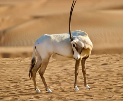 Arabian gazelles in desert